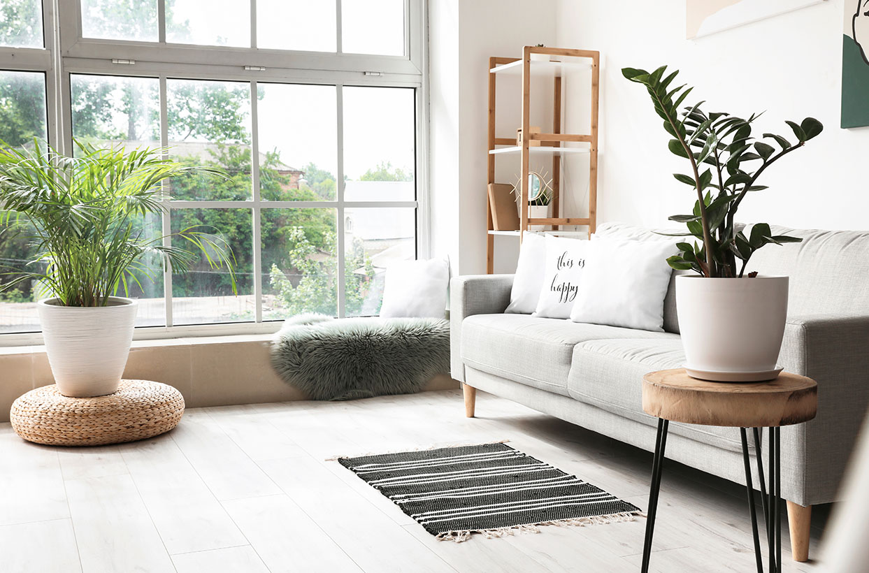 PLANTS & DECORATION